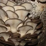 мицелий вешенка выращивание грибы  Полтава