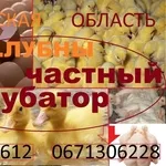 Суточные цыплята бройлера КОББ 500