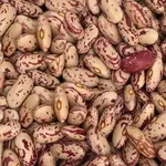 Сортова квасоля: Шоколадниця,  Біла довга,  Томатка та ін