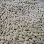 Посівмат квасолі. Форвардні контракти. Гарантований викуп врожаю.