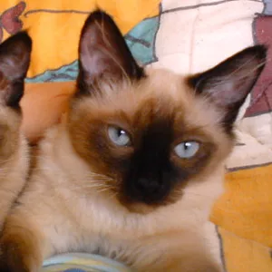 Продам тайских котят (сиамских старотипных)