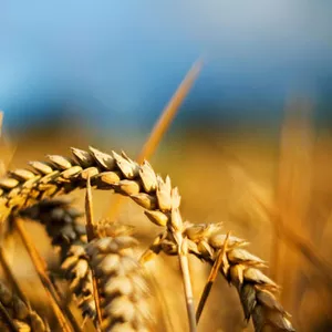 Высококачественные семена озимой пшеницы в Украине продажа оптом