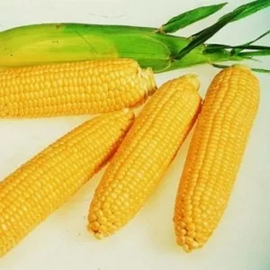 Семенной материал кукурузы и подсолнечника от производителя ЮгАгроСерв