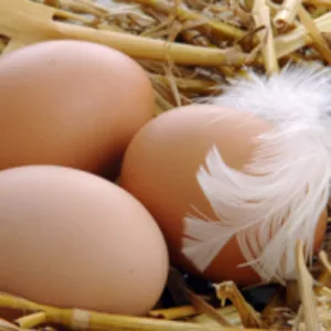 Продаем оптом инкубационные яйца