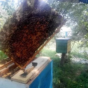 Продам пчелопакеты: Украинская Степная плодная матка + 4 рамки 