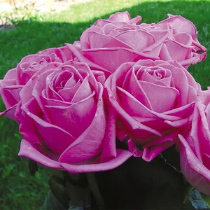 Лучшие саженцы роз от садовода-профессионала