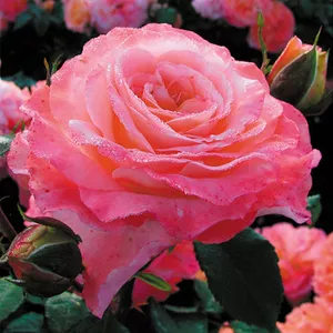 Лучшие саженцы роз от садовода профессионала
