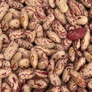 Сортова квасоля: Шоколадниця,  Біла довга,  Томатка та ін