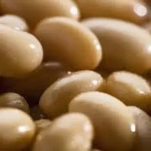 Купуємо квасолю на переробку,  консервування. 