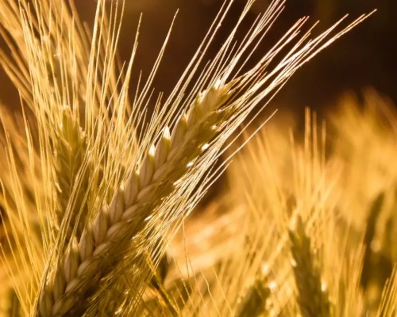 Продаем семена яровой пшеницы оптом,  семена сои в Украине