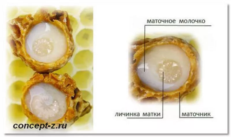 Продам мед и другие продукты пчеловодства со своей пасеки 6