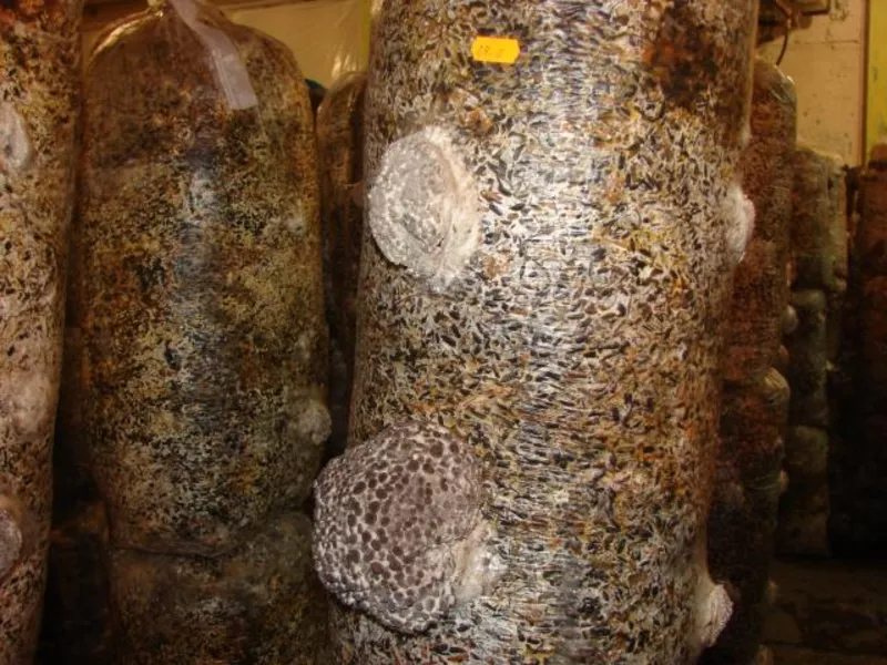 мицелий вешенка выращивание грибы  Полтава 6
