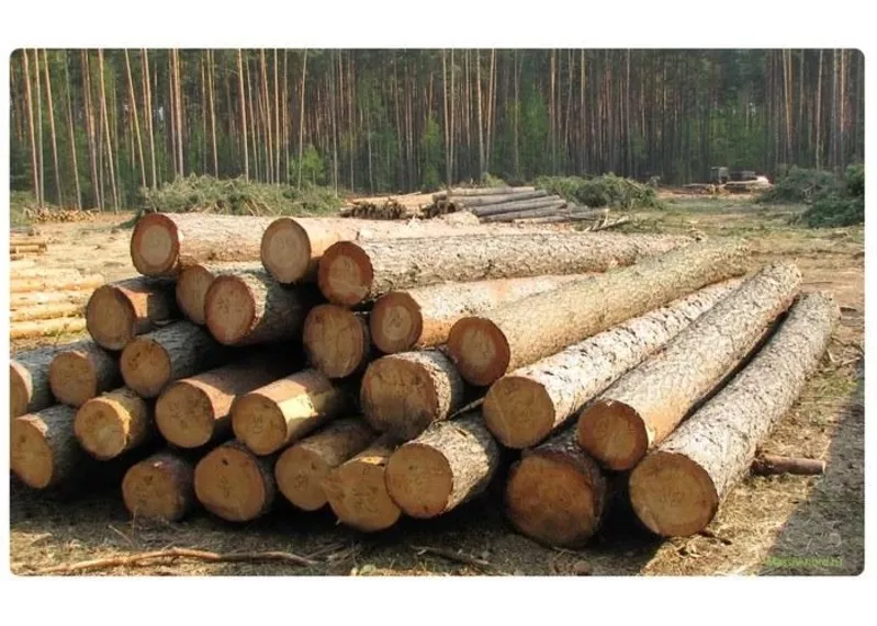 Перевозка леса по Украине! Услуги лесовоза! 2