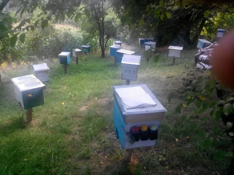 Пчелиная матка степной украинской породы плодная. Украина 2