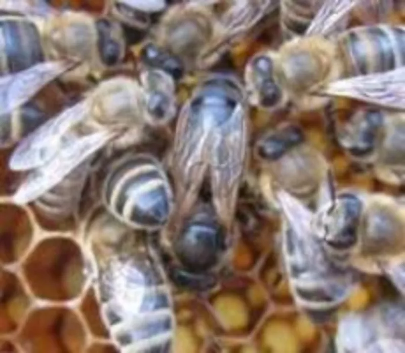Пчелиная матка степной украинской породы плодная. Украина 5