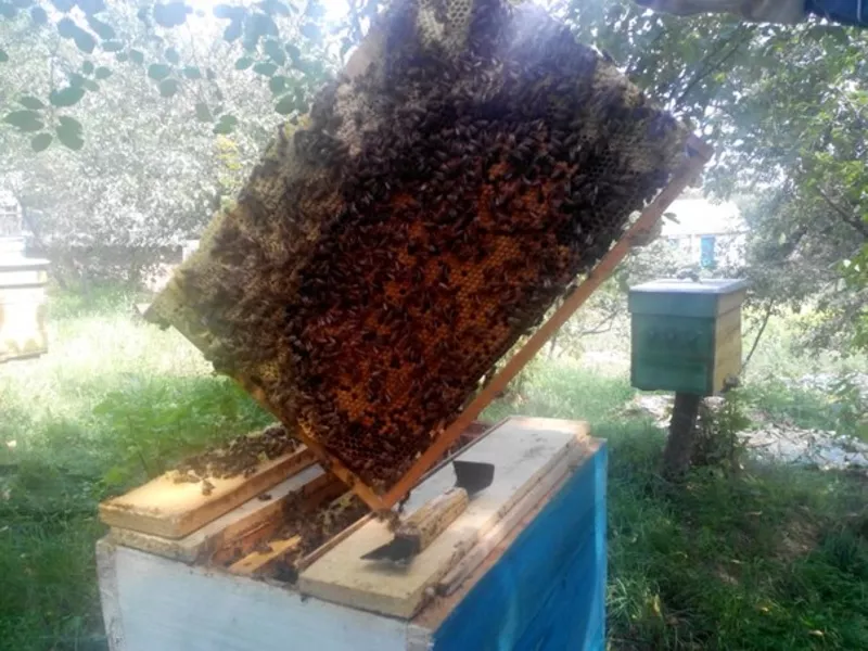 Продам пчелопакеты: Украинская Степная плодная матка + 4 рамки 