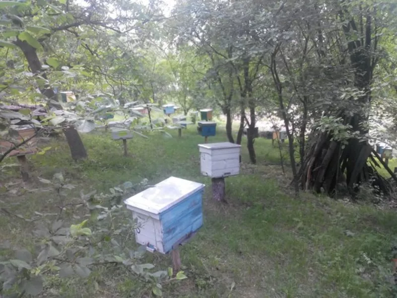Продам пчелопакеты: Украинская Степная плодная матка + 4 рамки  2