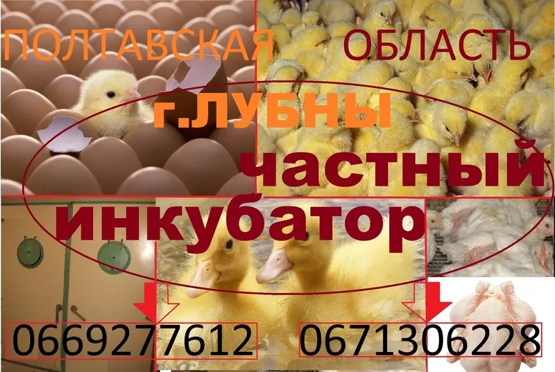 Суточные цыплята бройлера КОББ 500