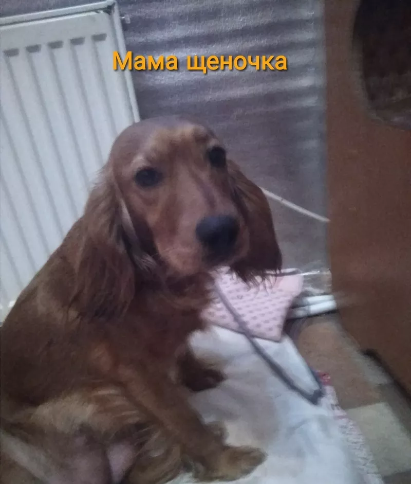 Продам щенка русского спаниеля 2