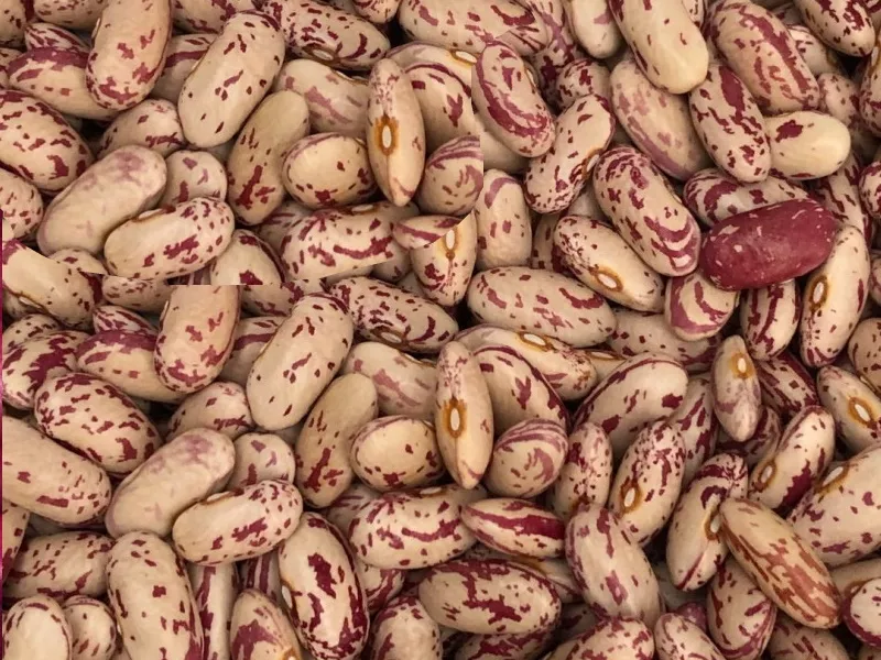 Сортова квасоля: Шоколадниця,  Біла довга,  Томатка та ін