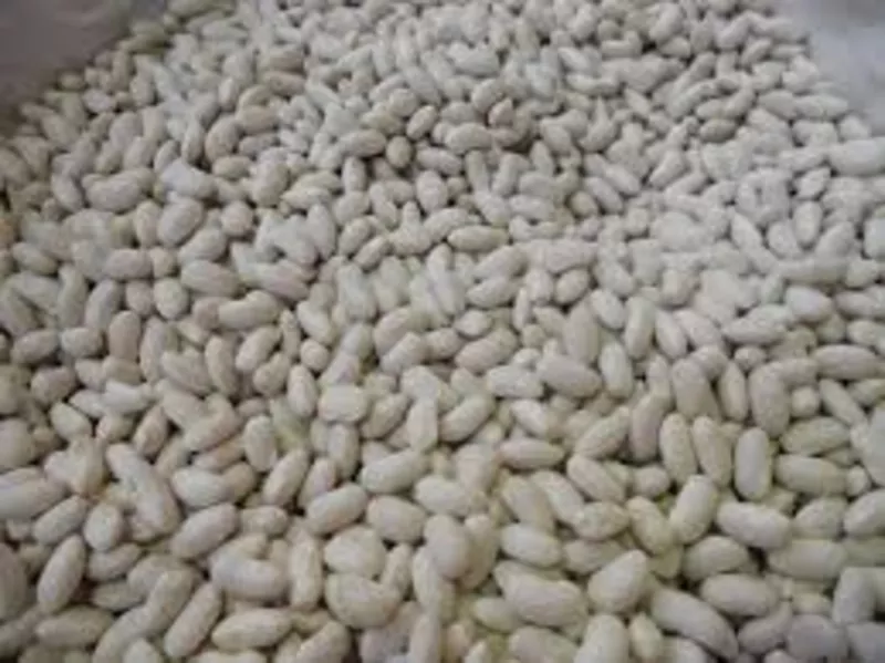 Посівмат квасолі. Форвардні контракти. Гарантований викуп врожаю.