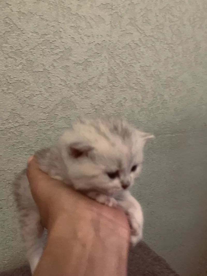 Шиншилові кошеня серебро  2