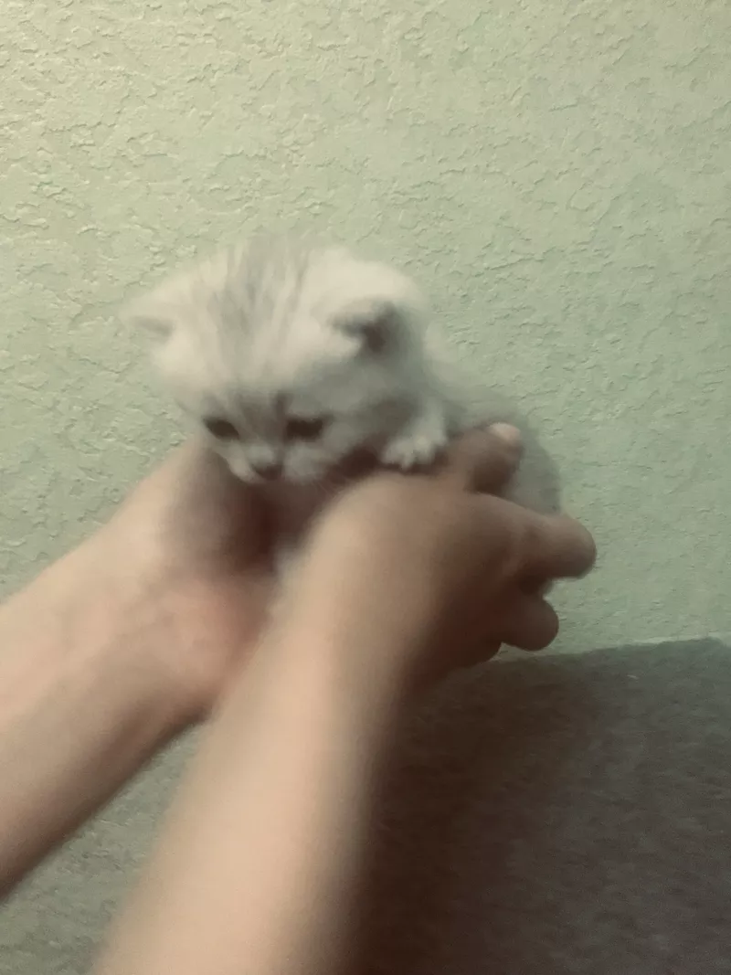 Шиншилові кошеня серебро 