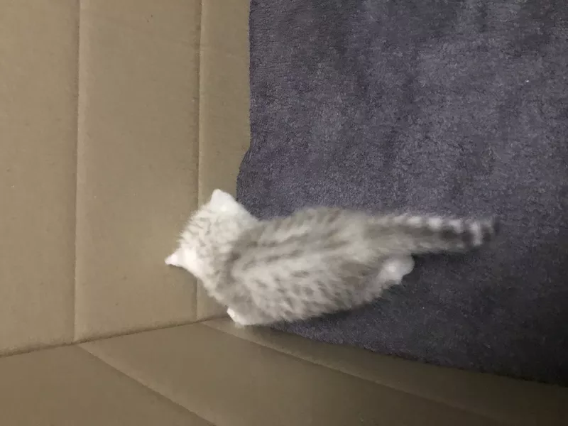 Шиншилові кошеня серебро  3