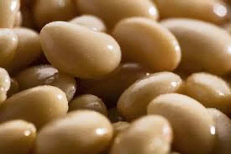 Купуємо квасолю на переробку, консервування.