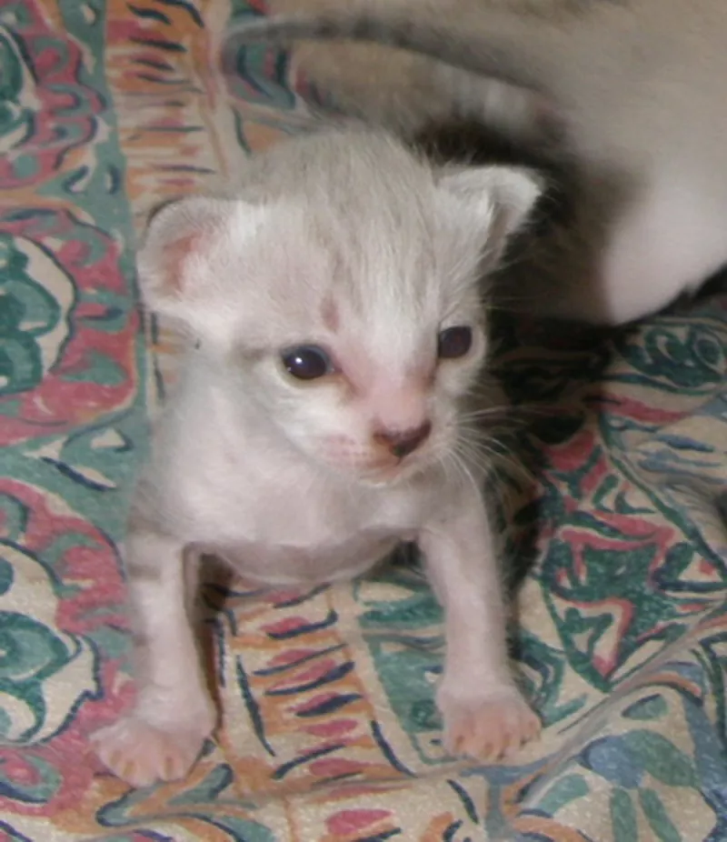Сиамские котята - продам 4